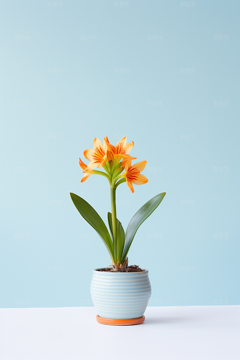 君子兰绿植观赏摄影图
