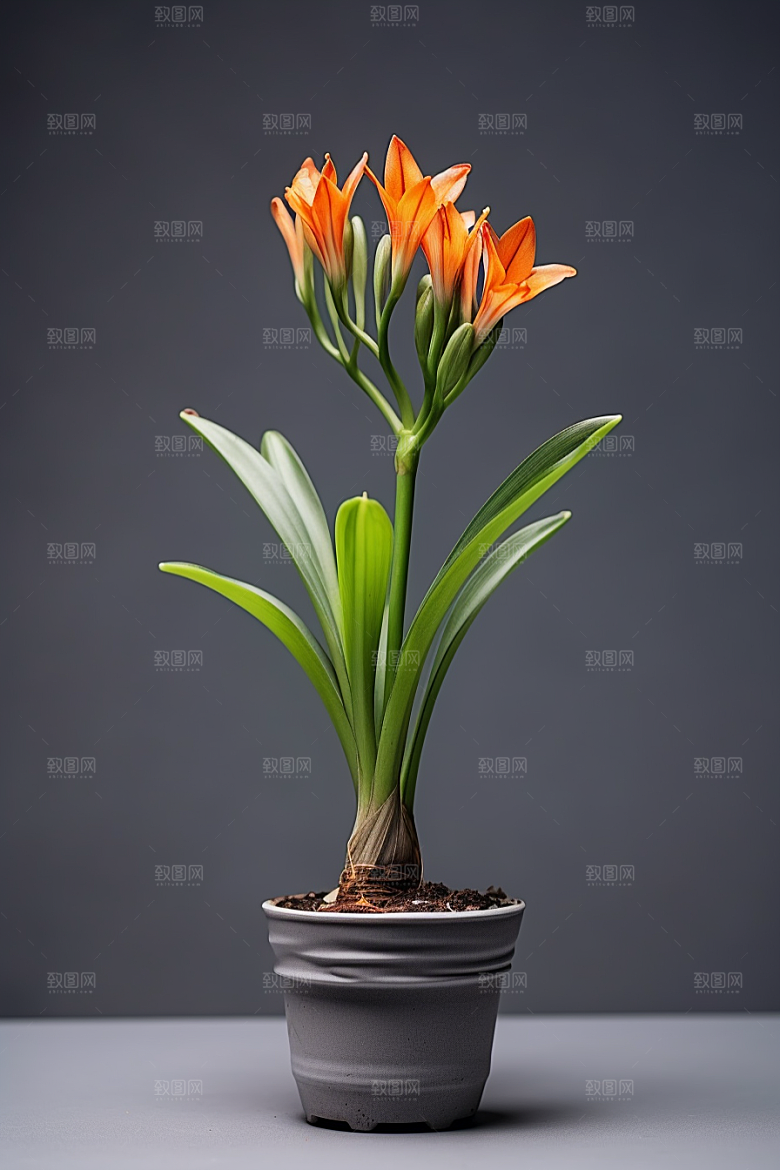 君子兰绿植花卉摄影图