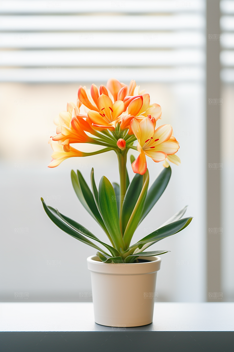 君子兰装饰植物摄影图