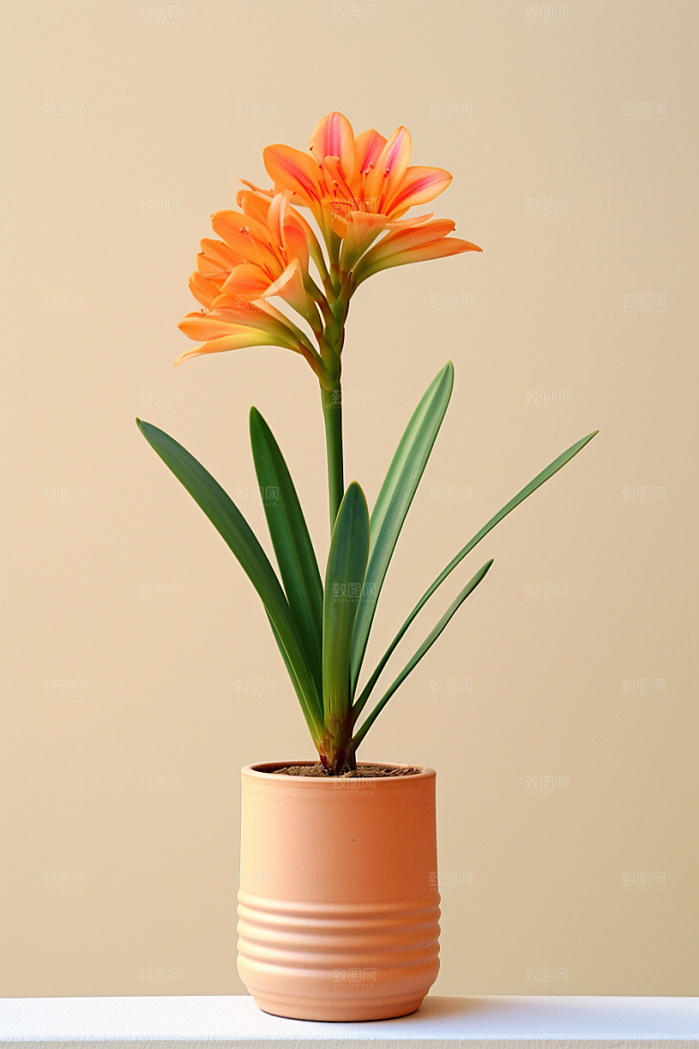 君子兰盆栽植物摄影图