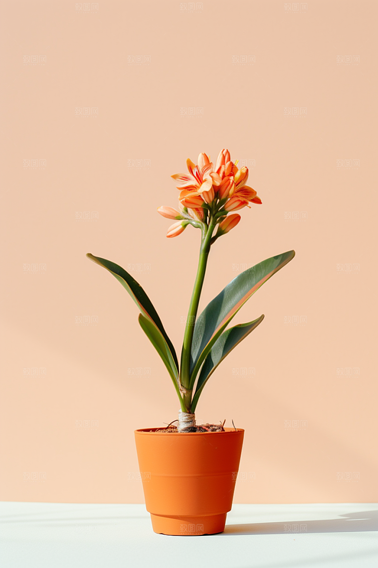 君子兰植物春天摄影图