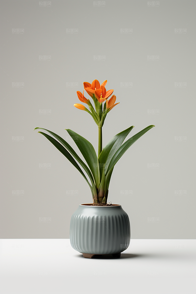 君子兰兰花植物摄影图