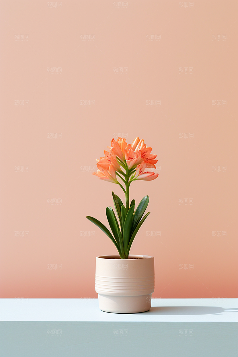 君子兰装饰花卉摄影图