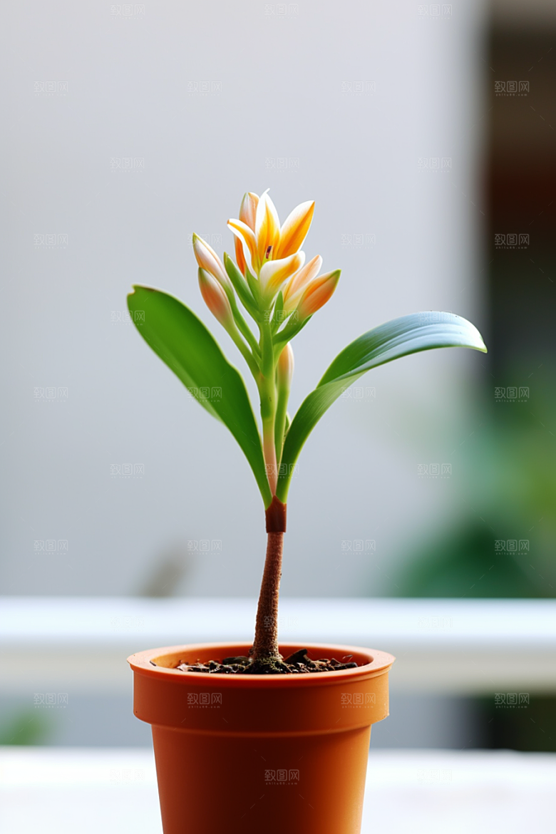 君子兰盆栽花卉摄影图