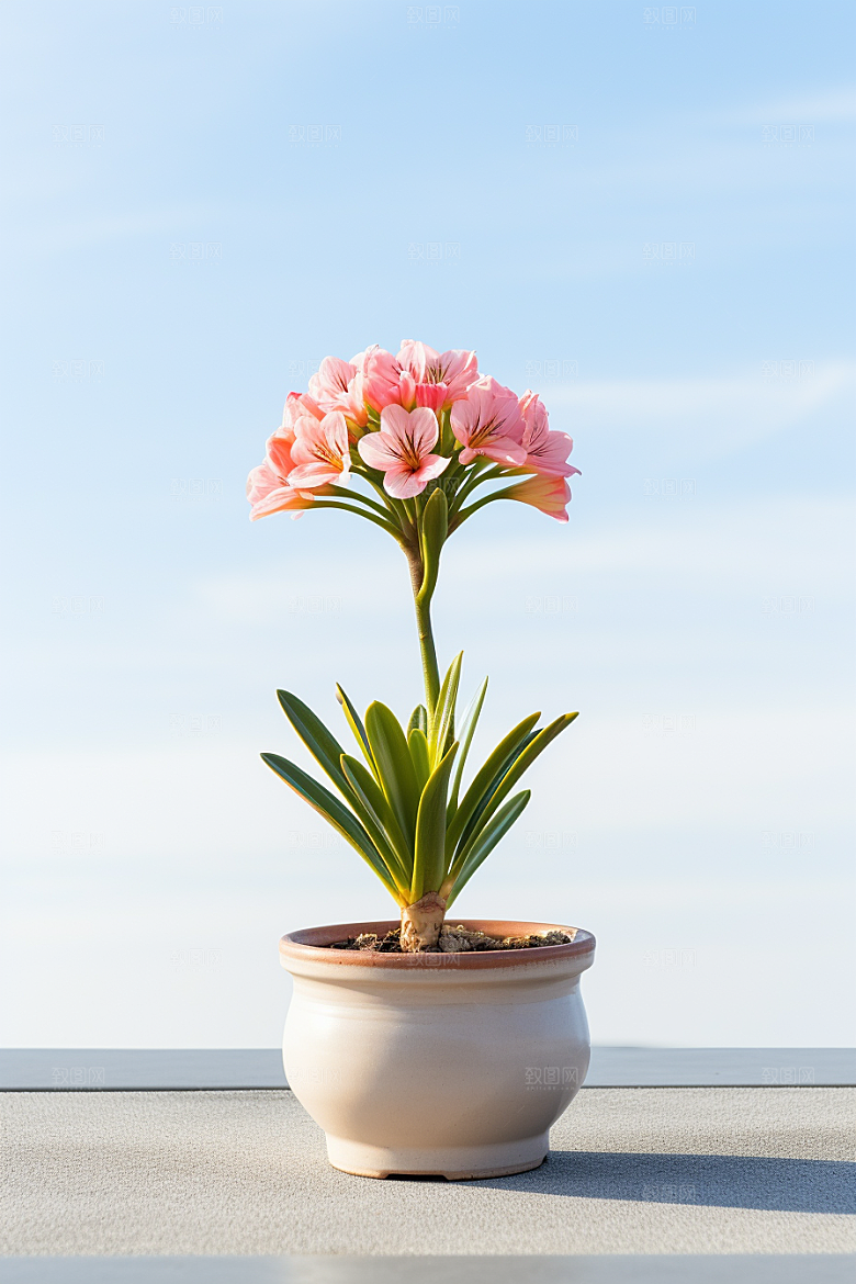 君子兰花卉绿植摄影图