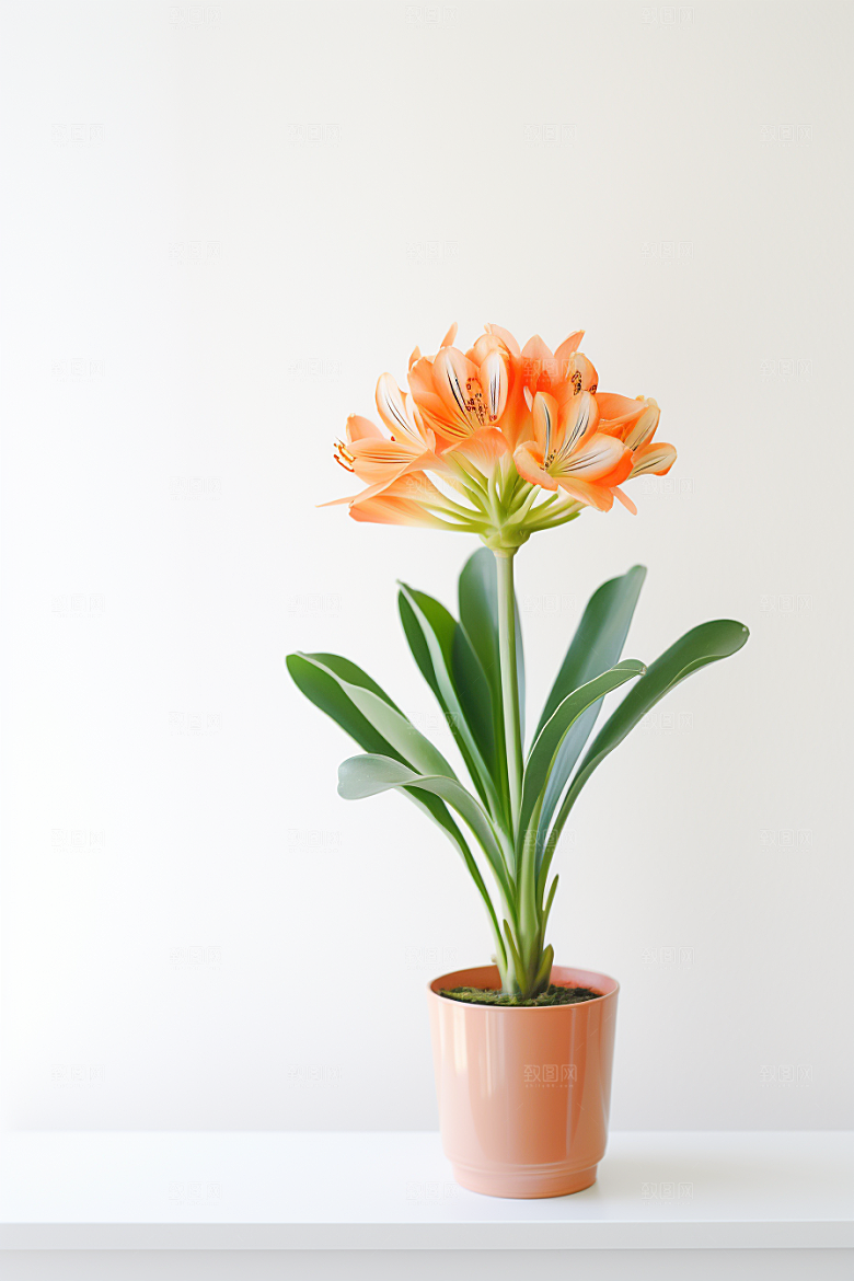君子兰绿植花卉摄影图