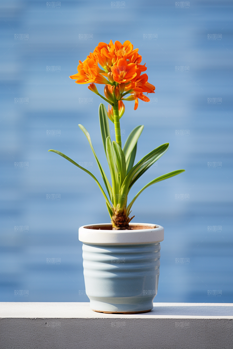君子兰花卉植物摄影图