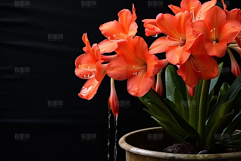 君子兰花卉盆栽摄影图