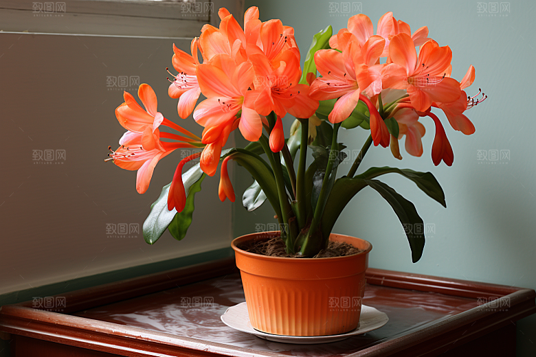 君子兰植物家居摄影图