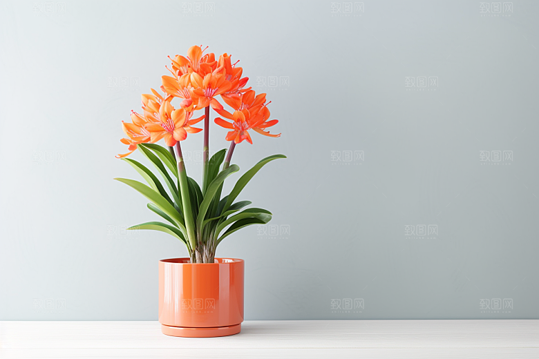 君子兰植物兰花摄影图