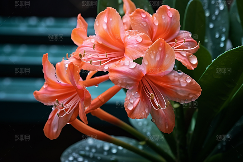 君子兰唯美花卉摄影图