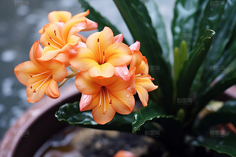 君子兰绿植花卉摄影图