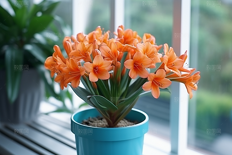 君子兰绿植花卉摄影图