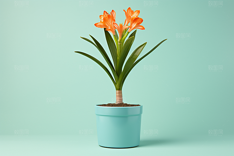君子兰植物观赏摄影图
