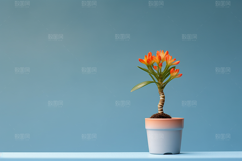 君子兰盆栽花卉摄影图