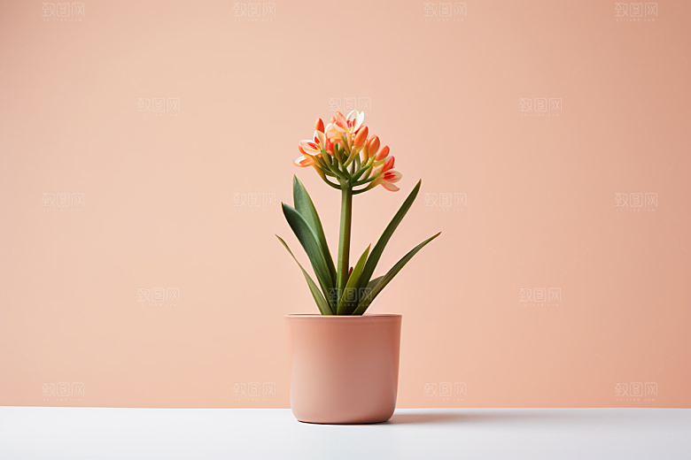 君子兰观赏绿植摄影图