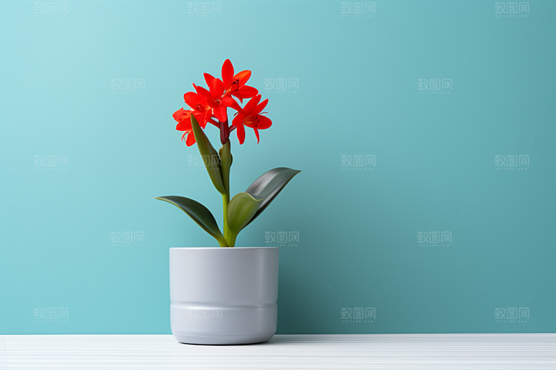 君子兰绿植盆栽摄影图