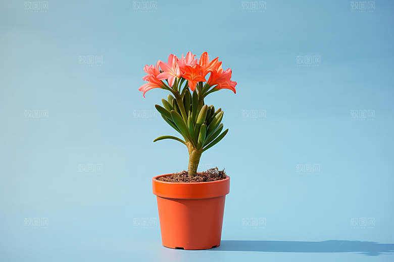 君子兰绿植植物摄影图