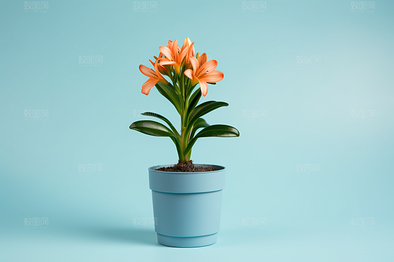 君子兰装饰植物摄影图