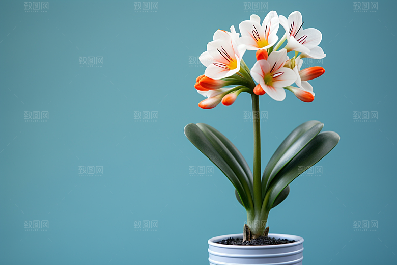 君子兰绿植花卉摄影图