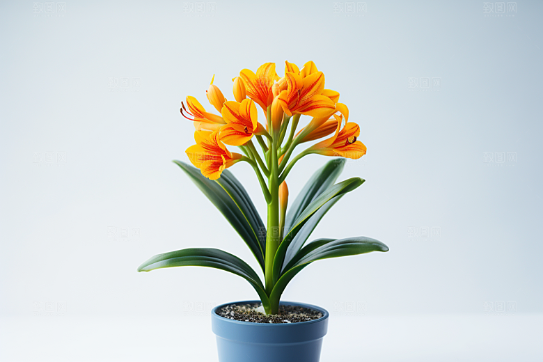 君子兰植物家居摄影图