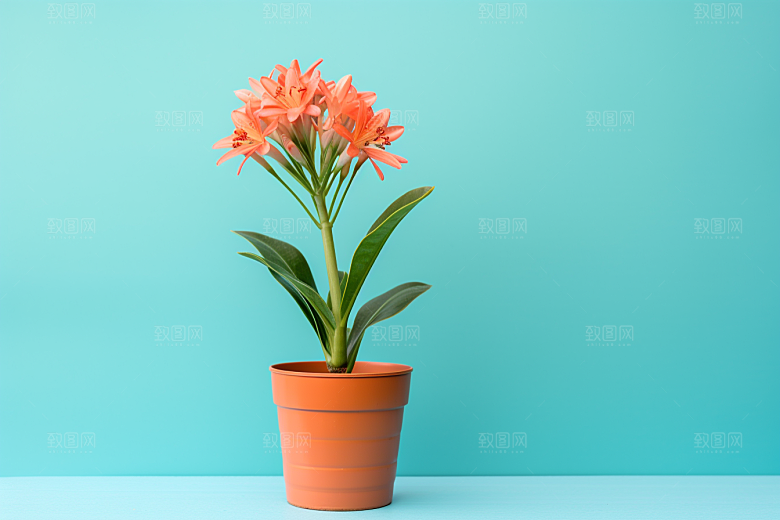 君子兰高清植物摄影图