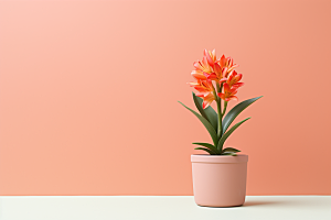 君子兰植物观赏摄影图