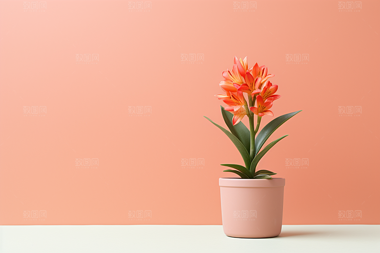 君子兰植物观赏摄影图