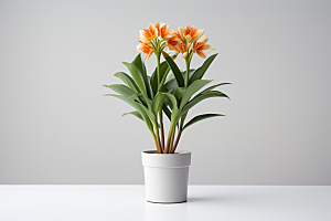君子兰绿植植物摄影图