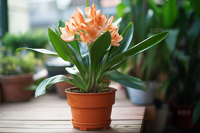 君子兰绿植花卉摄影图