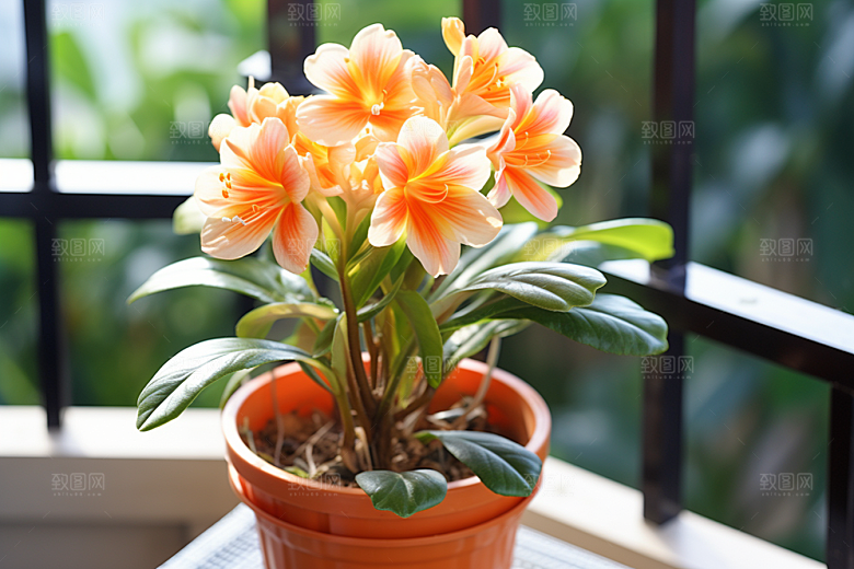 君子兰植物花卉摄影图