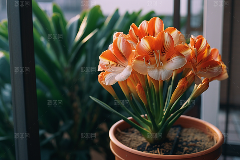 君子兰家居植物摄影图