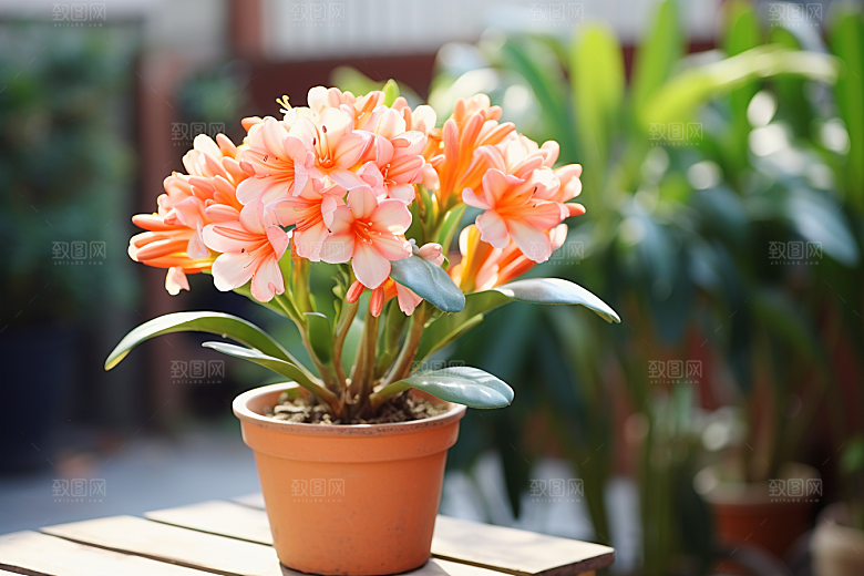 君子兰唯美花卉摄影图