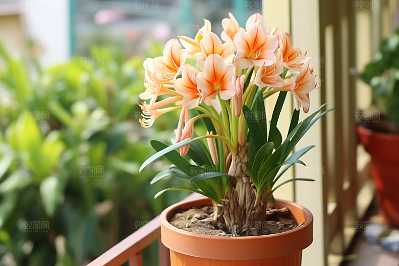 君子兰家居植物摄影图