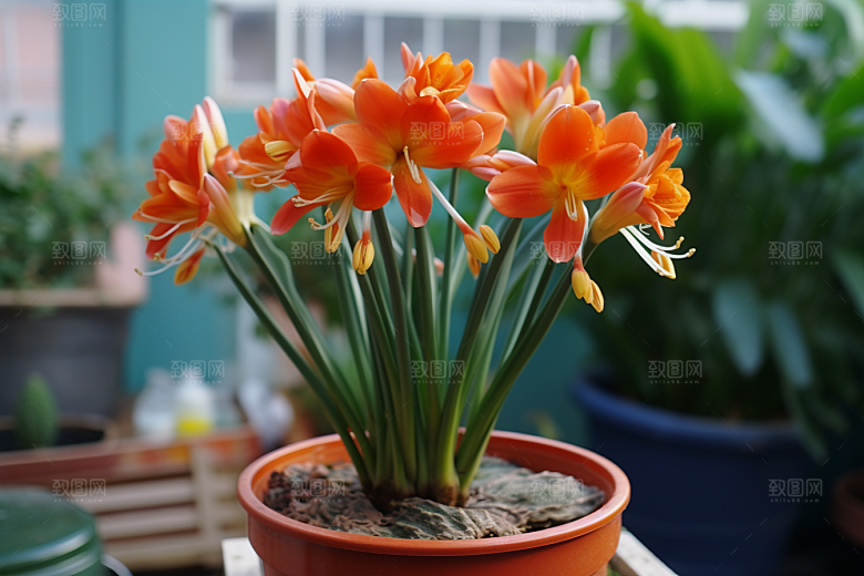 君子兰绿植花卉摄影图