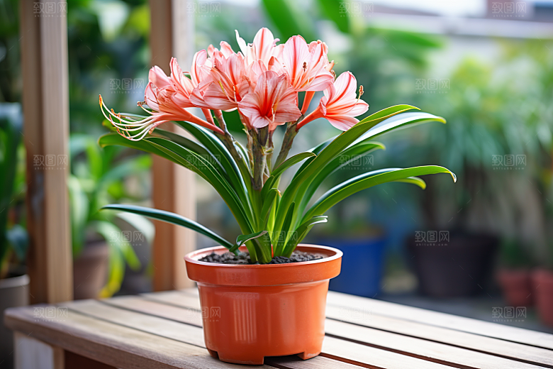 君子兰植物唯美摄影图