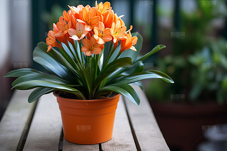 君子兰兰花植物摄影图