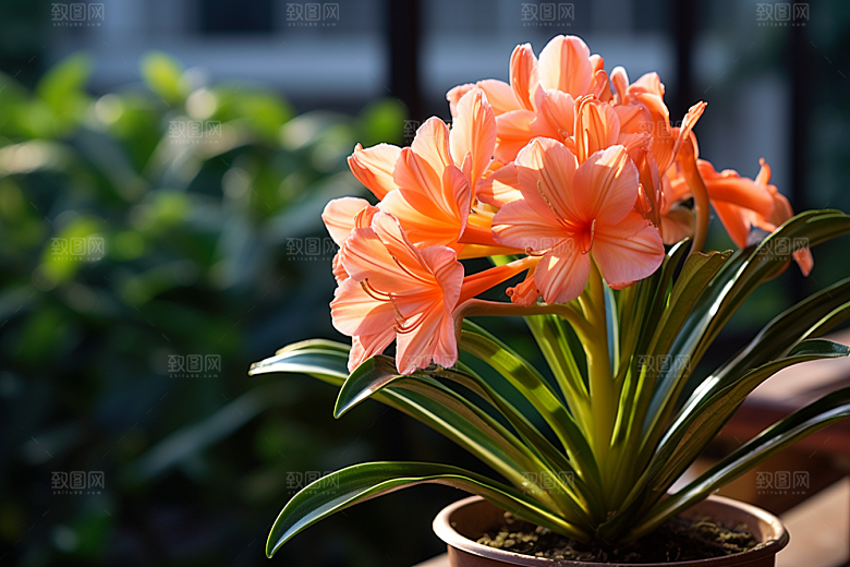君子兰花卉绿植摄影图