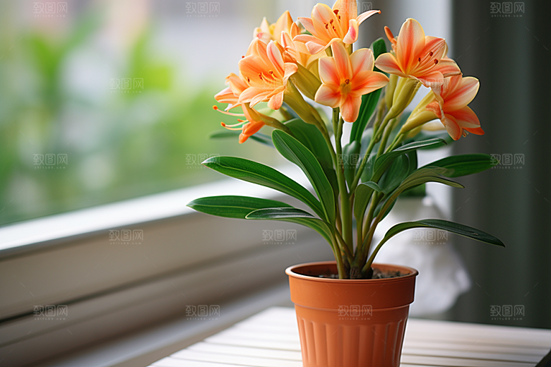 君子兰装饰植物摄影图
