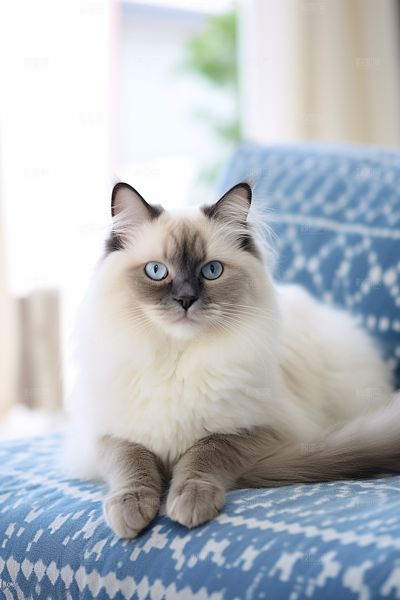 可爱布偶猫品种猫仙女猫摄影图