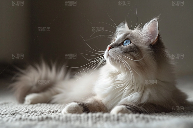 可爱布偶猫动物长毛猫摄影图