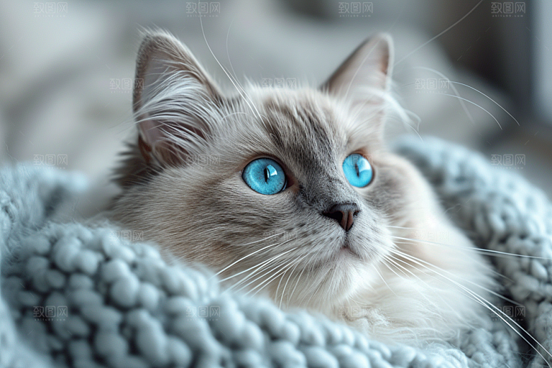 可爱布偶猫长毛猫家居摄影图