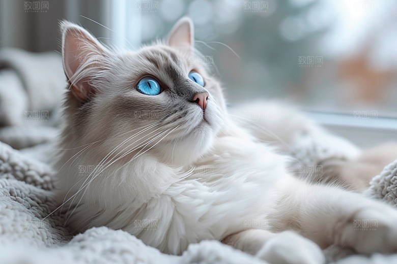 可爱布偶猫优雅宠物摄影图