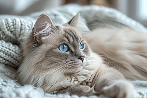 可爱布偶猫优雅长毛猫摄影图