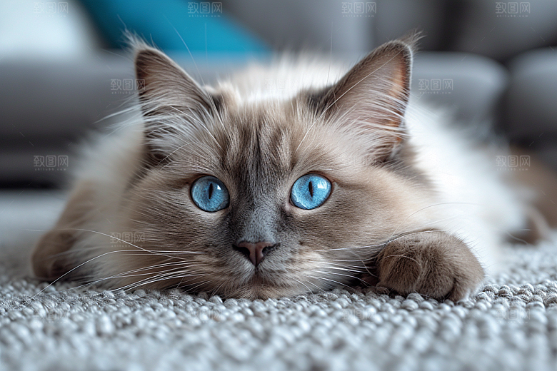 可爱布偶猫优雅长毛猫摄影图