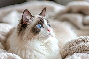 可爱布偶猫宠物长毛猫摄影图