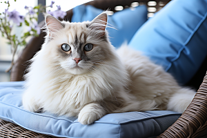 可爱布偶猫品种猫仙女猫摄影图