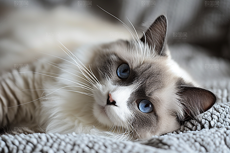 可爱布偶猫品种猫宠物摄影图
