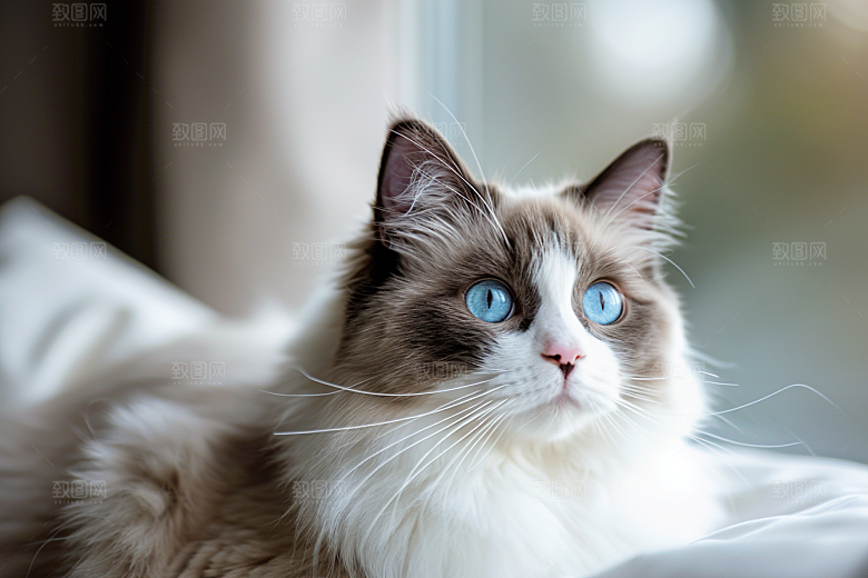 可爱布偶猫高清家居摄影图