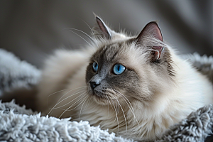 可爱布偶猫宠物品种猫摄影图